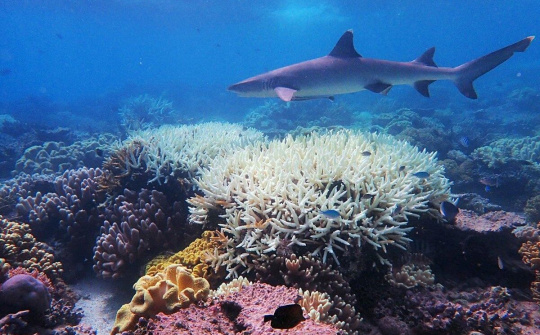 Thử nghiệm kỹ thuật 'làm sáng mây' giúp cứu quần thể san hô Great Barrier