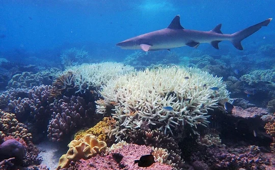Thử nghiệm kỹ thuật 'làm sáng mây' giúp cứu quần thể san hô Great Barrier