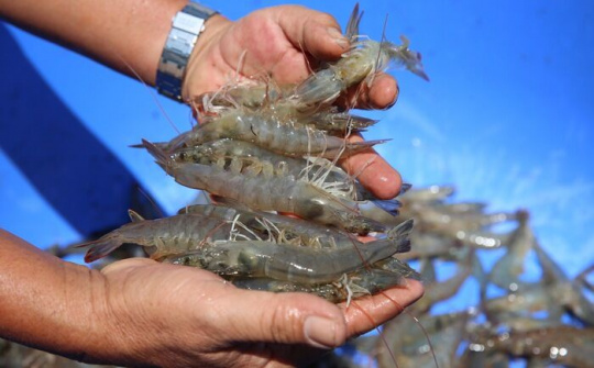 Thách thức của ngành tôm trong bối cảnh dịch bệnh