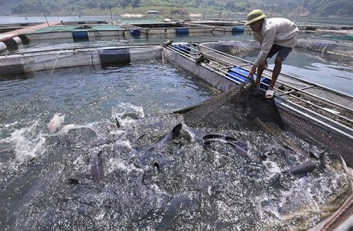 Vũng Tàu: Thách thức “bủa vây” người nuôi cá lồng bè