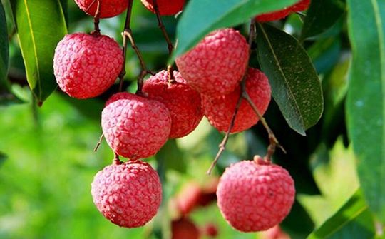 Hướng đi nào cho vải thiều mùa Covid-19