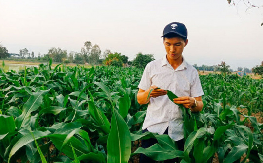 Khởi nghiệp thành công từ trồng bắp nữ hoàng đỏ