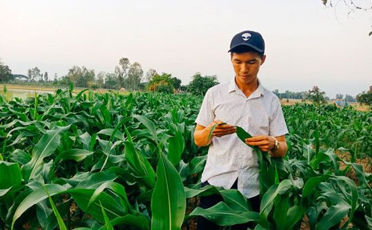 Khởi nghiệp thành công từ trồng bắp nữ hoàng đỏ