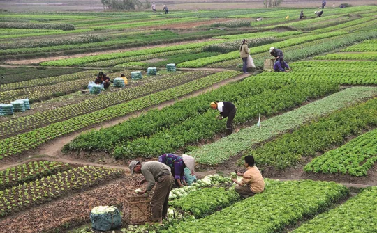 Yên Bái: Ngành nông nghiệp đột phá khi ứng dụng khoa học công nghệ