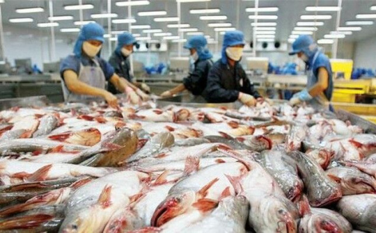 Tin vui đối với ngành xuất khẩu cá tra