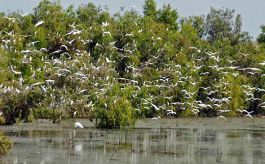 Rừng tràm Trà Sư: “Thịnh vượng” và cuốn hút du khách ngày trở lại