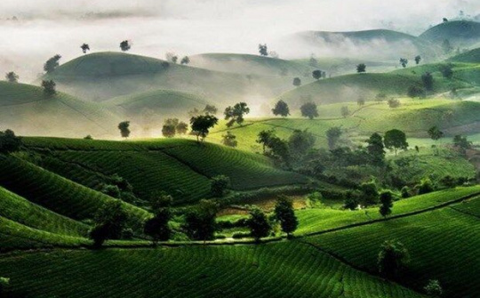 Phú Thọ đầu tư hơn 118 tỷ đồng xây dựng thương hiệu chè Phú Thọ