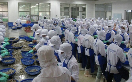 Ổn định tâm lý cho người dân nuôi tôm xuất khẩu trong mùa dịch