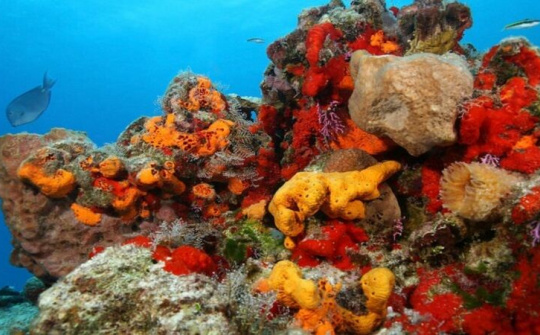 Động vật biển bảo vệ Trái Đất khỏi hàng triệu virus