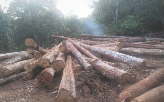 Bộ NN&PTNT đề nghị tỉnh Kon Tum chỉ đạo xử lý tình trạng phá rừng trong thời gian qua