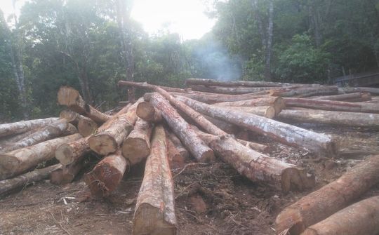 Bộ NN&PTNT đề nghị tỉnh Kon Tum chỉ đạo xử lý tình trạng phá rừng trong thời gian qua