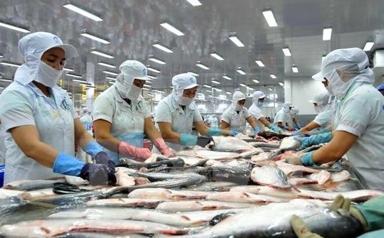 Trung Quốc mở lại thị trường cho cá tra Việt Nam sau tâm dịch