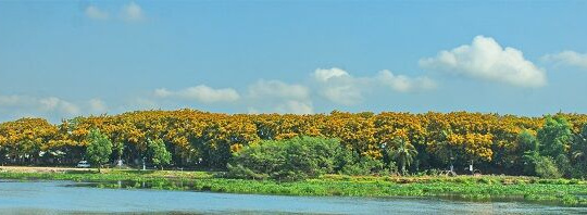 Quảng Nam: Sắc vàng hoa sưa ngập tràn những con đường, ngã phố  tại TP.Tam Kỳ