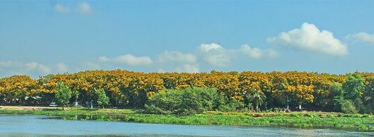 Quảng Nam: Sắc vàng hoa sưa ngập tràn những con đường, ngã phố tại TP.Tam Kỳ