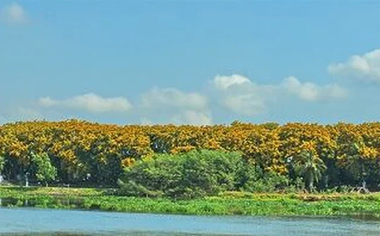 Quảng Nam: Sắc vàng hoa sưa ngập tràn những con đường, ngã phố  tại TP.Tam Kỳ