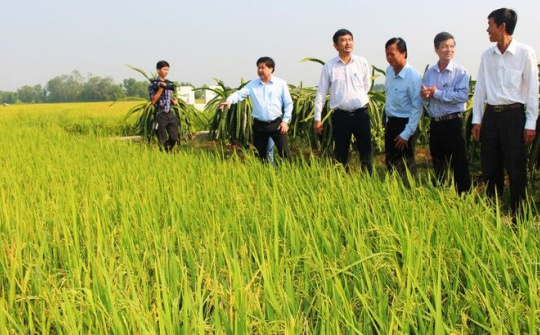 Cấp bách bảo vệ 1,1 triệu ha lúa Đông Xuân trong đại dịch