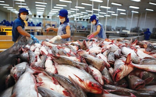 Tín hiệu tích cực từ thị trường Mỹ, Eu, Trung Quốc với ngành xuất khẩu cá tra