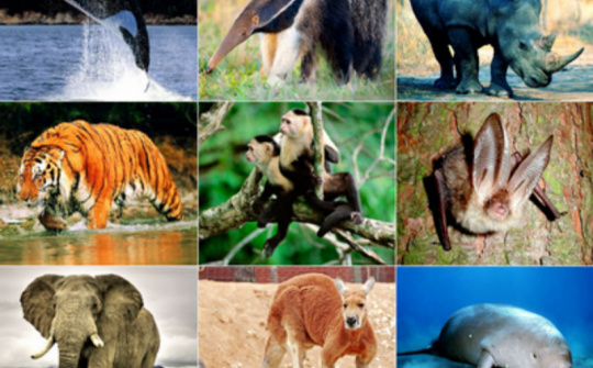 Ngăn chặn hành vi săn bắt trái phép động vật hoang dã