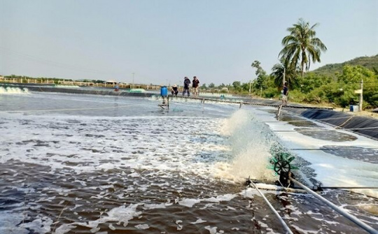Tháo gỡ khó khăn trong nuôi tôm nước lợ