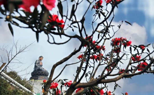 Nữ hoàng đỗ quyên tưng bừng “bung lụa” trên đỉnh Fansipan