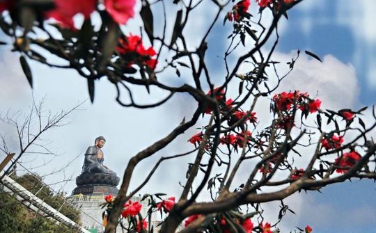Nữ hoàng đỗ quyên tưng bừng “bung lụa” trên đỉnh Fansipan