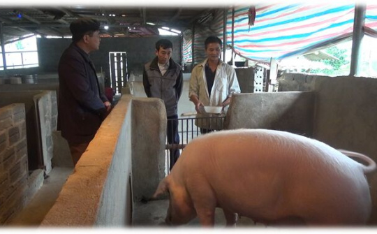 Hà Giang: Hiệu quả từ mô hình chăn nuôi gia trại ở Tân Thành, Bắc Quang