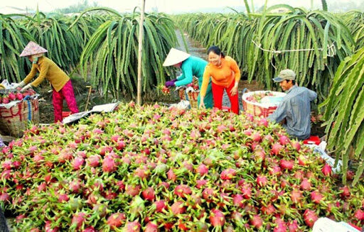 Nông sản Việt Nam tìm lối ra giữa mùa dịch
