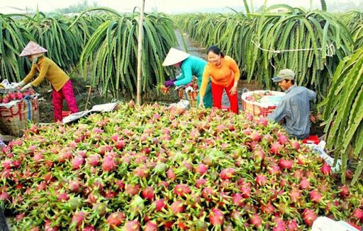 Nông sản Việt Nam tìm lối ra giữa mùa dịch