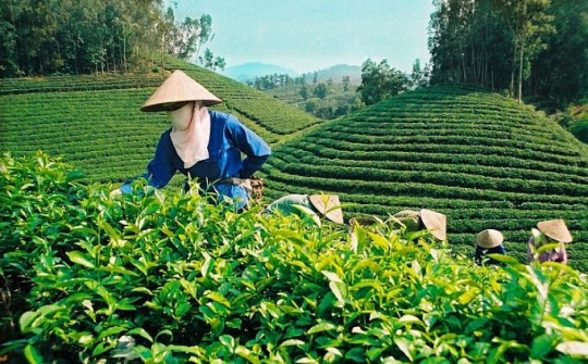 Xuất khẩu chè gặp khó trước áp lực dư cung và đại dịch Covid- 19