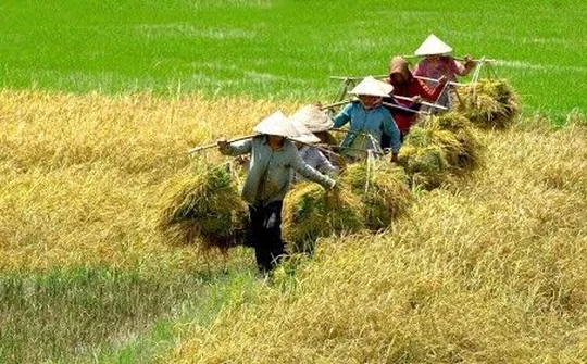Vụ đông xuân ở Nam Bộ khởi sắc toàn diện