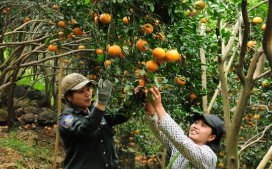 Cam sành Bắc Quang: Đặc sản miền sơn cước