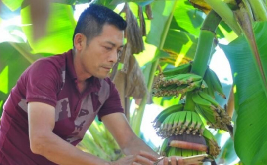 Người kết nối với đối tác Nhật Bản đưa chuối Việt sang thị trường Nhật