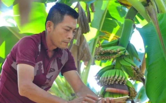 Người kết nối với đối tác Nhật Bản đưa chuối Việt sang thị trường Nhật