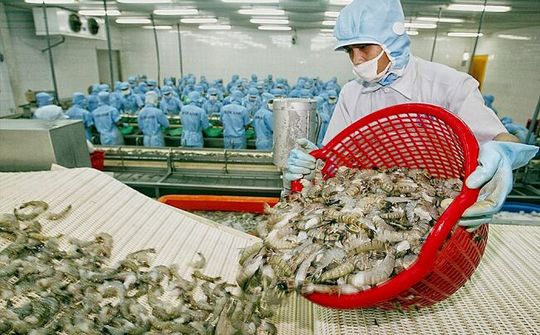 Doanh nghiệp tôm tận dụng cơ hội vàng để xuất khẩu