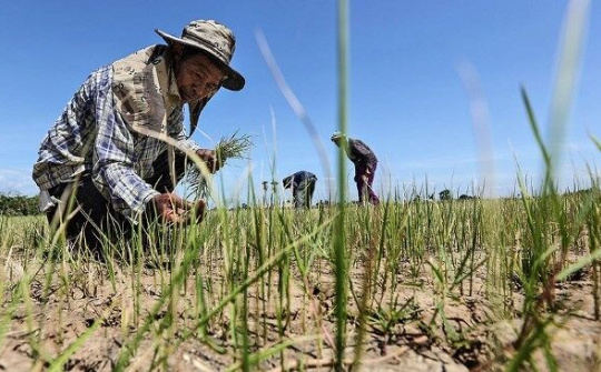 Thái Lan chi 4,5 tỷ USD hỗ trợ nông dân