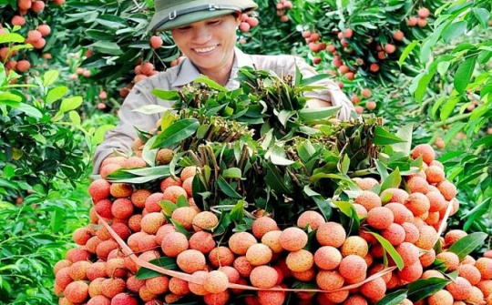 600 tấn vải thiều sẵn sàng xuất sang Nhật