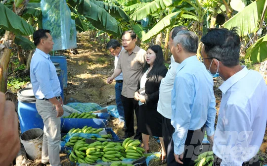 Bộ trưởng Nguyễn Xuân Cường thăm Trang trại chuối cấy mô tại huyện Tri Tôn