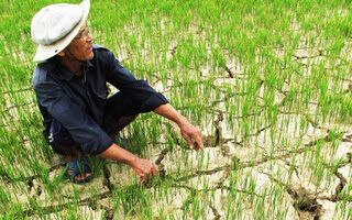Tập trung ứng phó nắng nóng, hạn hán và xâm nhập mặn tại Trung Bộ, Tây Nguyên