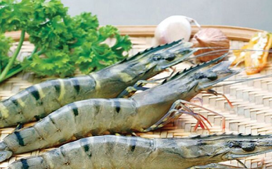 Quy định mới khi xuất khẩu tôm vào Australia