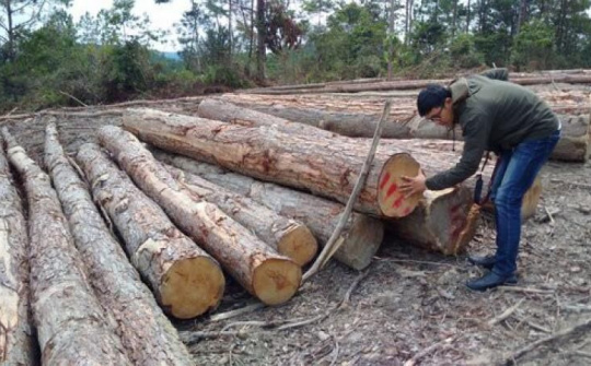 Thủ tướng vào cuộc giải quyết nạn phá rừng quy mô lớn ở Kon Tum