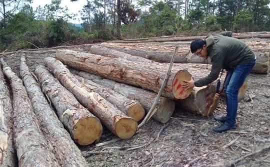 Thủ tướng vào cuộc giải quyết nạn phá rừng quy mô lớn ở Kon Tum