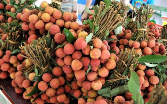 Tháo gỡ khó khăn cho lô vải tươi lần đầu sang Nhật Bản