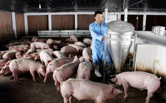 Thúc đẩy tái đàn lợn trong khu vực nông hộ và hợp tác xã