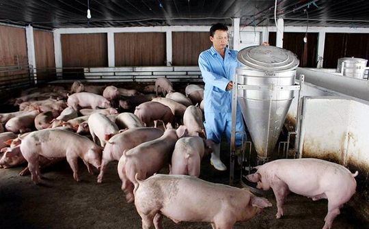 Thúc đẩy tái đàn lợn trong khu vực nông hộ và hợp tác xã