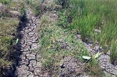 GIA LAI:  Tìm giải pháp cứu hạn cho hàng trăm ha cây trồng