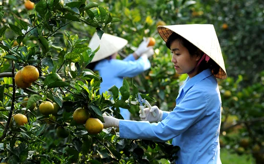 Xây dựng Nông thôn mới ở Thanh Hóa: Thành công từ trách nhiệm và đồng thuận