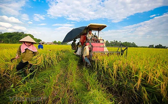 Chính thức miễn thuế sử dụng đất nông nghiệp đến hết năm 2025