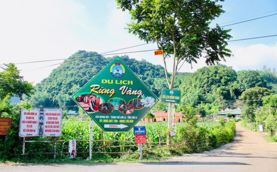 Sơn La: Có một “Rừng Vàng” trong lòng thành phố