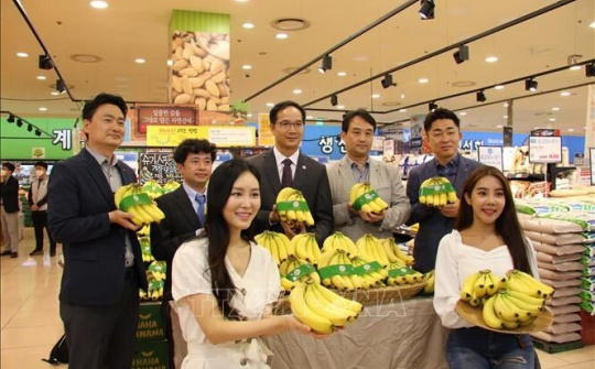 Chuối Việt Nam có mặt tại chuỗi hơn 80 đại siêu thị Lotte ở Hàn Quốc