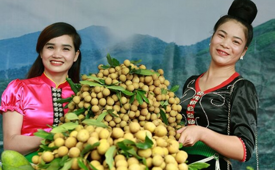 Sơn La -  "nhãn trĩu cành" trên quê hương Sông Mã